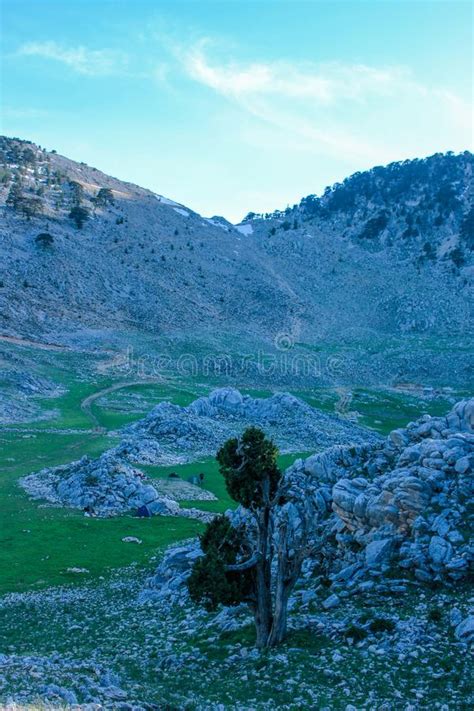 Mountain Rocky Landscape Pine Forest And Green Meadow