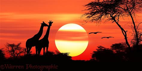 Giraffes At Sunset Photo Wp03371