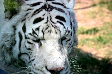 White Bengal Tiger Buenos Aires Zoo Rodrigo Soldon Souza Flickr