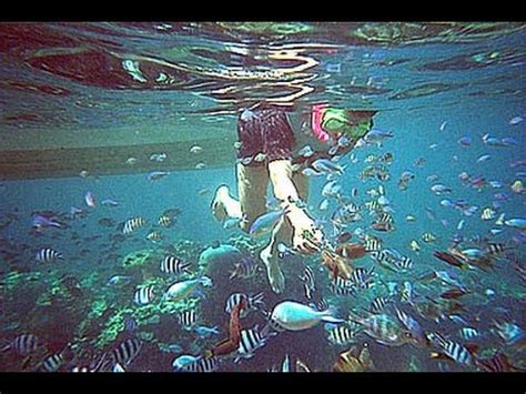 If you are looking for a more comfortable stay which provides you with hotel facilities and services but which do not come with exorbitant rates, there are several choices to choose from as well. Tioman Island Snorkeling Trip - YouTube