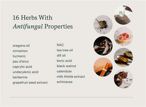 what are the most effective natural antifungal herbs and supplements