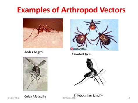 Arthropod Borne Viral Infections By Drtvrao Md