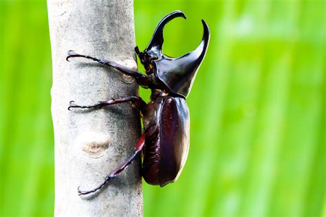 Black garden ants are the most common pest that is found crawling within your backyards. Let's Get Small - A Look at Africa's Little Five