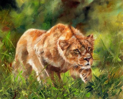 Lioness Stalking Painting By David Stribbling Fine Art America