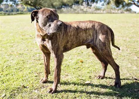 20 Bullmastiffs Mixed With Great Dane The Paws