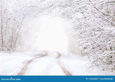 Winter Forest Tunnel Path In Dark Forest At Winter Time Stock Photo