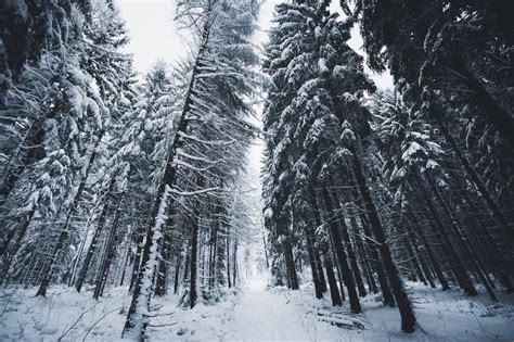 Johannes Hulsch — Winter Walk Through My Local Forest