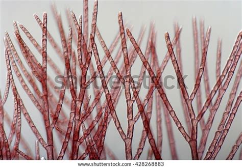 Red Algae Rhodophyceae Rhodophyta Marine Alga Stock Photo Edit Now