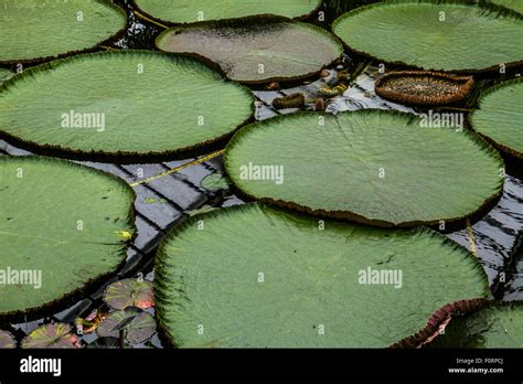 Hydrophytes High Resolution Stock Photography And Images Alamy