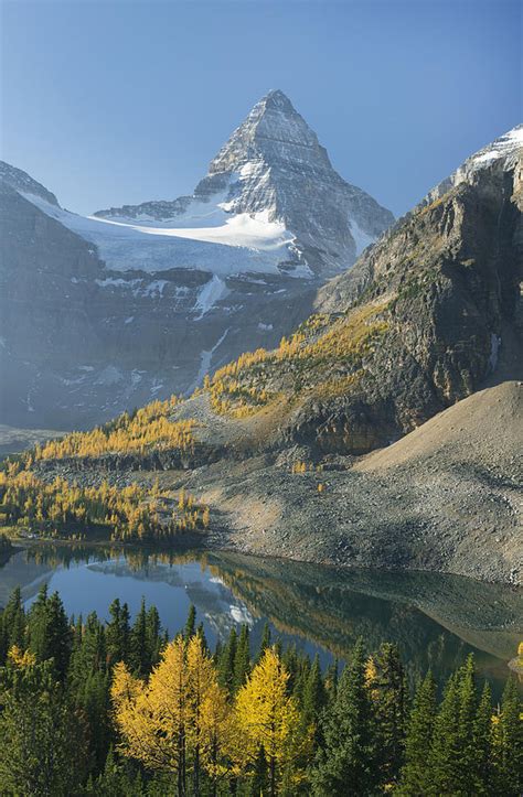 Larch Trees Mt Assiniboine And Sunburst Photograph By Kevin Schafer