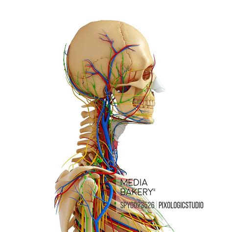 The rib cage also anchors the bones of the head, neck, shoulders, and arms to the trunk of the body. Human Upper Torso Anatomy - 26 Parts Human Upper Body ...