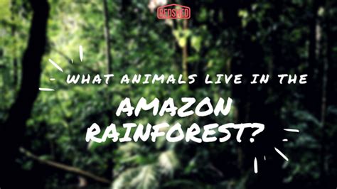 What Animals Live In The Amazon Rainforest Redsheds