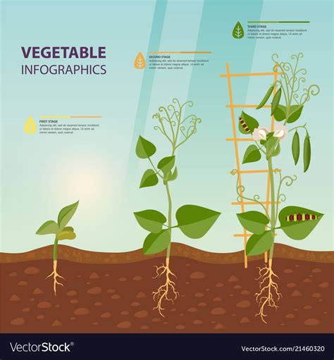 Infographic Of Plant Growth Stages Botany Vector Image