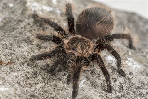 Thousands Of Tarantulas Are About To Crawl Across Colorado As Old Males