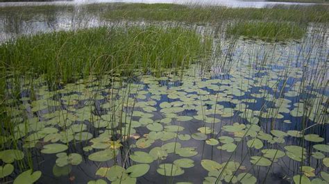 Freshwater Marshes Lake And Wetland Ecosystems