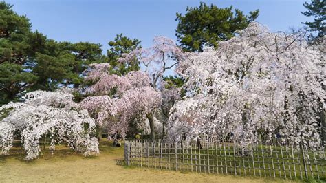 Recklessly Garden Around Cherry Tree