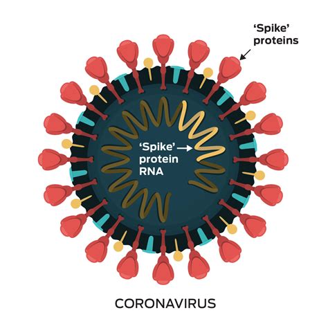 How Coronavirus Vaccines Work