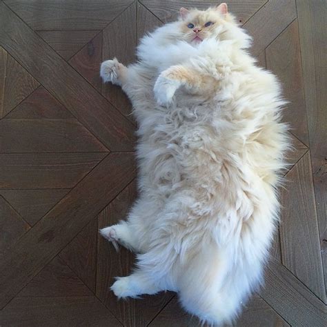 This Cats Majestic Fluff Makes It Look Like A Cloud Bored Panda