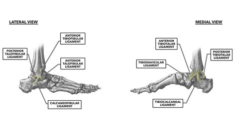 In this pictorial essay, the ligaments around the ankle are grouped, depending on their anatomic orientation, and each of the ankle ligaments is discussed in detail. CrossFit | Ankle Musculature, Part 3: Lateral and Medial Ankle Ligaments