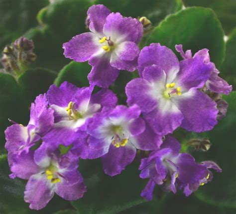 Ness Puppy Dreams This Is A Semi Miniature African Violet Variety