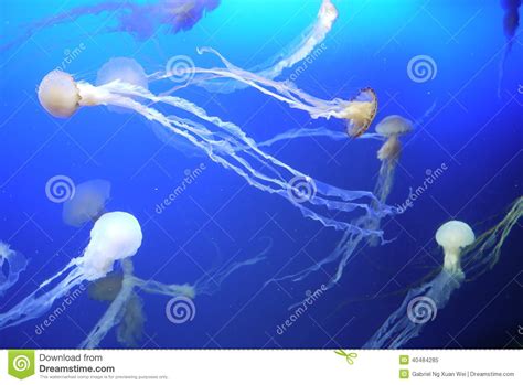 Group Of Jellyfish Under The Sea Stock Image Image Of Beautiful