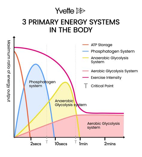 3 Primary Energy Systems In The Body Yvette
