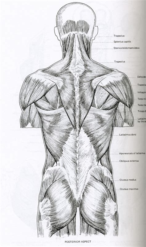 Back Muscles Anatomy Drawing Human Muscular System Dual View Vintage Anatomy Poster Drawing By