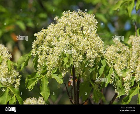 Manna Ash Or Flowering Ash Tree Blossom Fraxinus Ornus Stock Photo Alamy