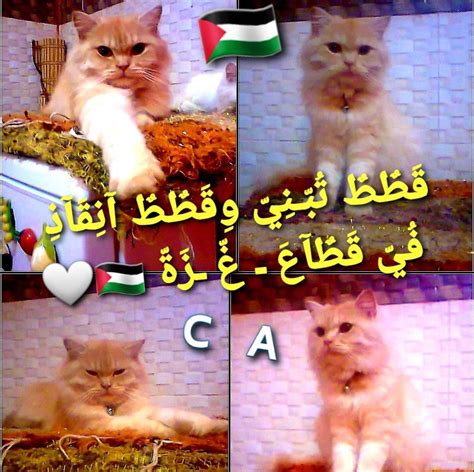 قطط تبني وقطط إنقاذ في قطاع غزة Gaza