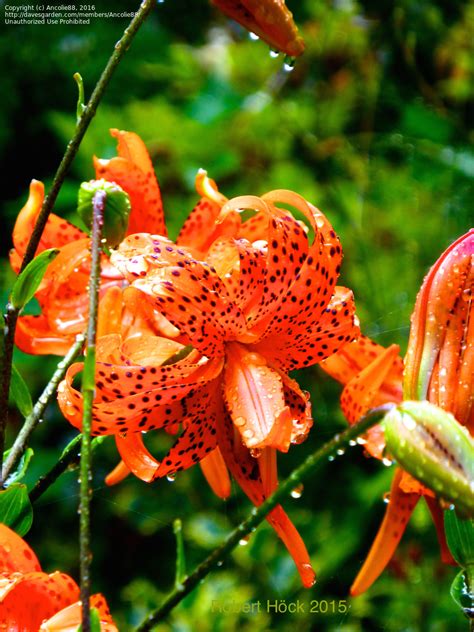 Plantfiles Pictures Double Tiger Lily Flore Pleno Lilium