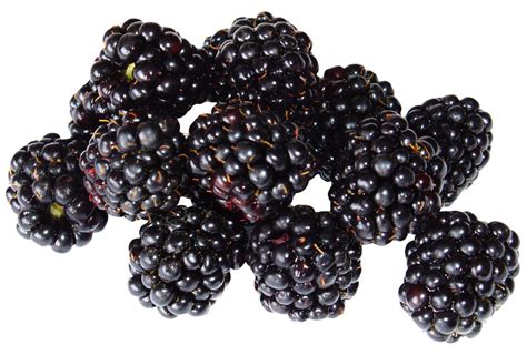 Blackberry Png Image Purepng Free Transparent Cc0 Png Image Library