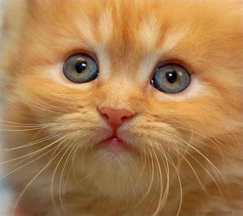 What A Cute Kitten Face Kittentoob
