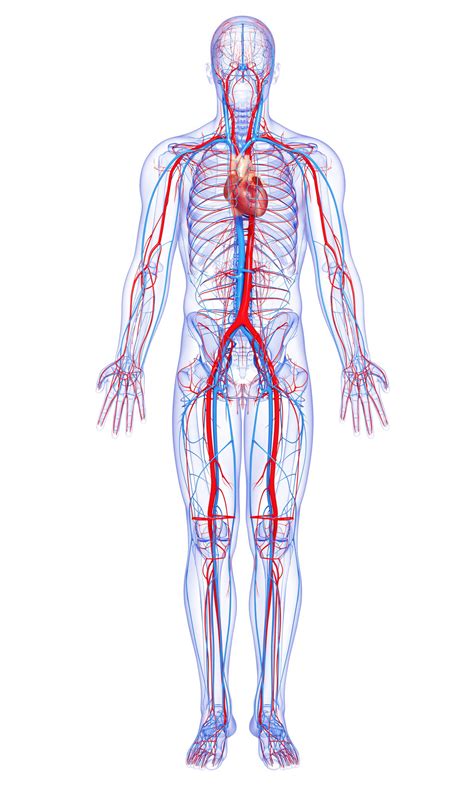 The heart is one of the most important organs in the entire human body and human blood circulatory system. Do You Know How Much Blood is There in the Human Body ...
