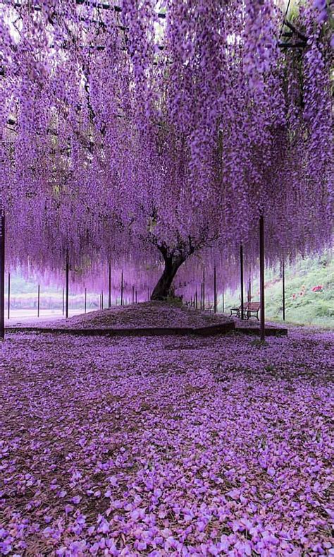 720p Free Download Japan Tree Forest Peace Pink Purple Hd Phone
