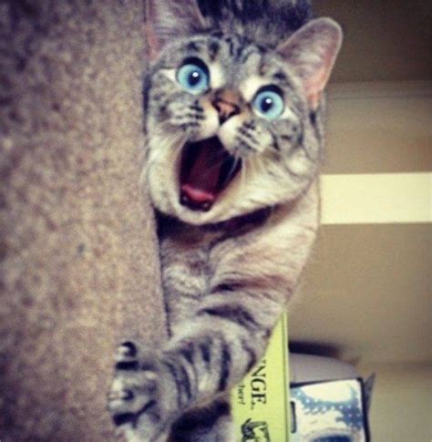 Funny Surprised Cat Meme Memes Funny Cat Cats Words Feel Lolcats Reference