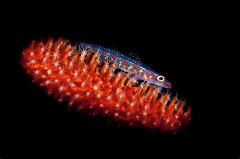 Sea Whip Goby Indonesia Digital Art By Giordano Cipriani