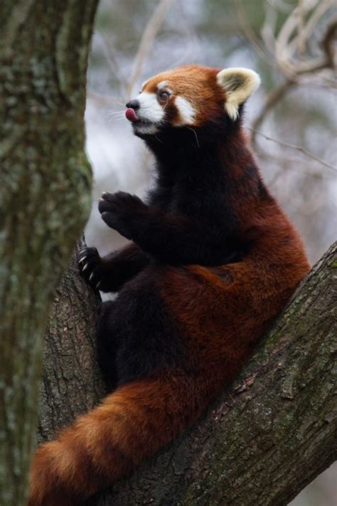 Red Panda In A Tree Mark Dumont Photography Animals Birds And Fish
