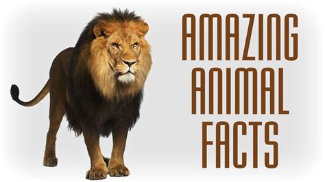 25 Amazing Facts You Didnt Know About Animals Videos Hub Animal