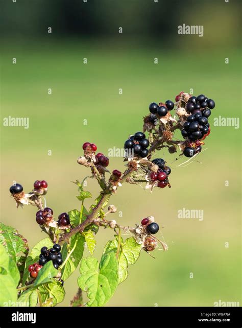 Luscious Juicy Ripe Blackberries Growing Wild On A Bramble Plant Stock