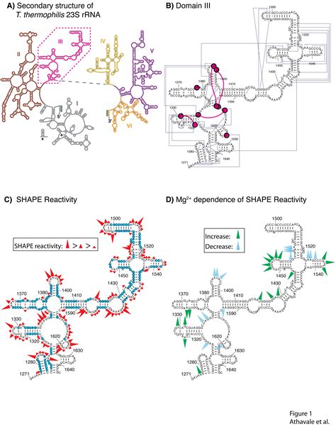 16s rrna stands for 16s ribosomal ribonucleic acid (rrna), where s (svedberg) is a unit of measurement (sedimentation this rrna is an important constituent of the small subunit (ssu) of. | NASA Astrobiology Institute