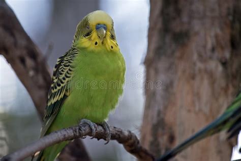 A Green And Yellow Budgerigar Or Parakeet Stock Image Image Of Three
