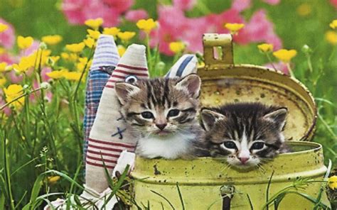 Hd Two Kittens In A Can Wallpaper Download Free 112296