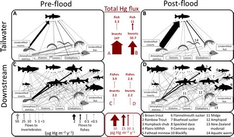 Food Web Controls On Mercury Fluxes And Fate In The Colorado River