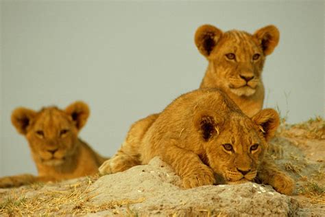 Three Young African Lion Cubs Panthera Photograph By