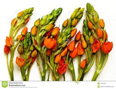 Orange Flower On White Background Stock Image Image Of Bouquet