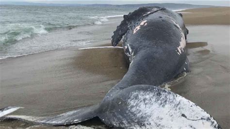 Dead Whale Washes Ashore At Point Reyes National Seashore On Christmas