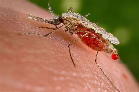 One Billion More People Could Get Mosquito Borne Diseases By 2080
