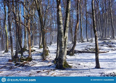 Beech Fagus Sylvatica Forest I Stock Photo Image Of Natural Sunny