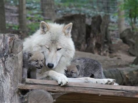 Arctic Wolves Dad With His Pups Wolf Spirit Animal Wolf Dog Wolf
