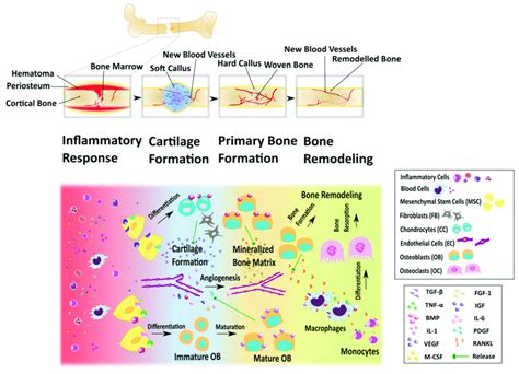 Stages Of Bone Fracture Healing Upper Part Changes That Occur With